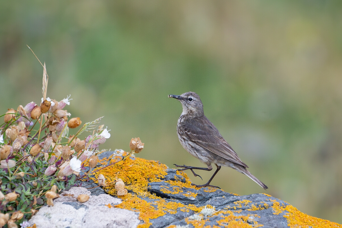 David Plant Photography - Wildlife Photography - Rock pipit - I.jpg - Rock pipit - Cornwall