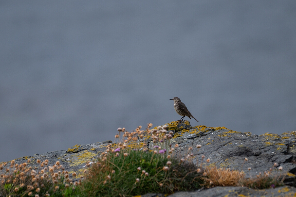 David Plant Photography - Wildlife Photography - Rock pipit - M.jpg - Rock pipit - Cornwall