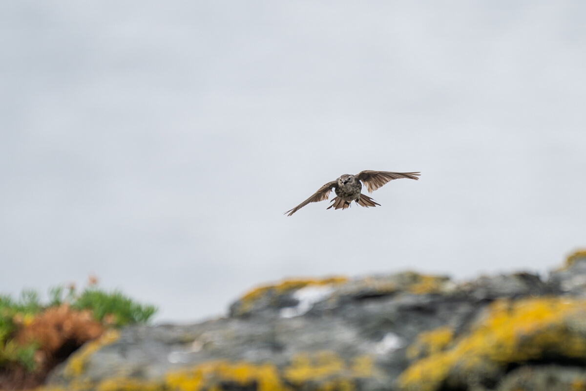 David Plant Photography - Wildlife Photography - Rock pipit - N.jpg - Rock pipit - Cornwall