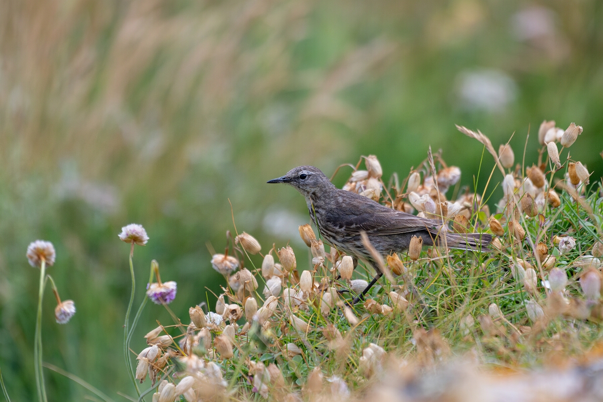 David Plant Photography - Wildlife Photography - Rock pipit - P.jpg - Rock pipit - Cornwall