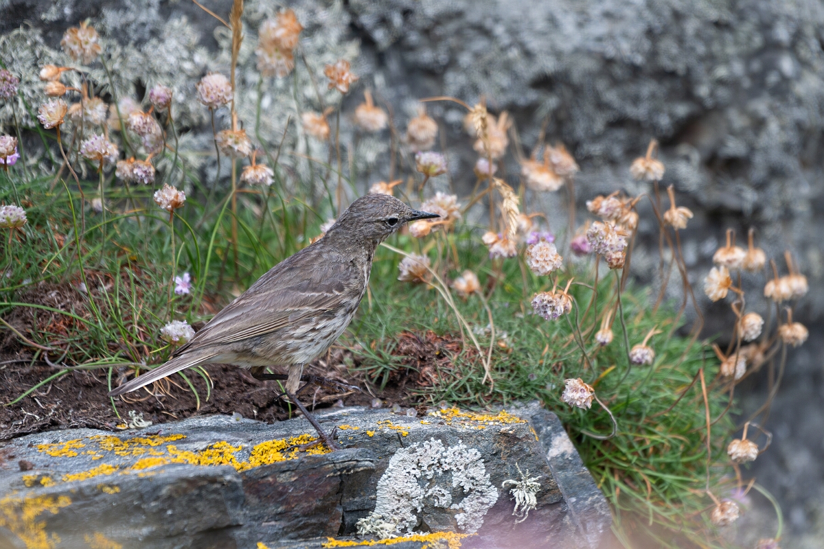 David Plant Photography - Wildlife Photography - Rock pipit - R.jpg - Rock pipit - Cornwall