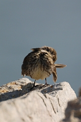 David Plant Photography - Wildlife Photography - Rock pipit - A