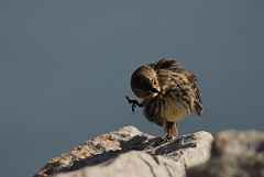 David Plant Photography - Wildlife Photography - Rock pipit - C