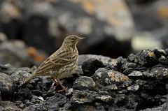 David Plant Photography - Wildlife Photography - Rock pipit - F