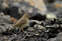 David Plant Photography - Wildlife Photography - Rock pipit - G