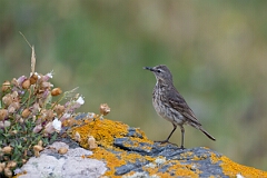 David Plant Photography - Wildlife Photography - Rock pipit - H