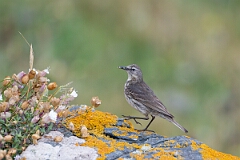 David Plant Photography - Wildlife Photography - Rock pipit - I