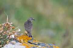 David Plant Photography - Wildlife Photography - Rock pipit - J