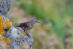 David Plant Photography - Wildlife Photography - Rock pipit - K