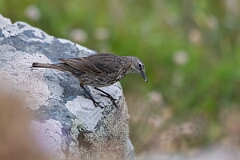 David Plant Photography - Wildlife Photography - Rock pipit - L