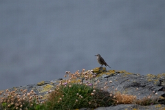 David Plant Photography - Wildlife Photography - Rock pipit - M
