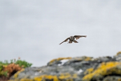 David Plant Photography - Wildlife Photography - Rock pipit - N