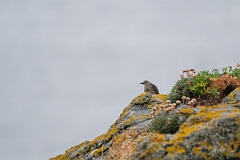David Plant Photography - Wildlife Photography - Rock pipit - O