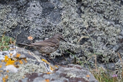 David Plant Photography - Wildlife Photography - Rock pipit - Q