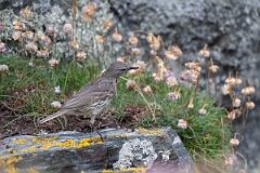 David Plant Photography - Wildlife Photography - Rock pipit - R