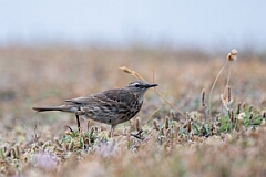 David Plant Photography - Wildlife Photography - Rock pipit - S