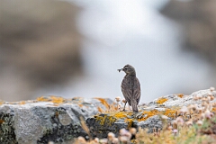 David Plant Photography - Wildlife Photography - Rock pipit - T