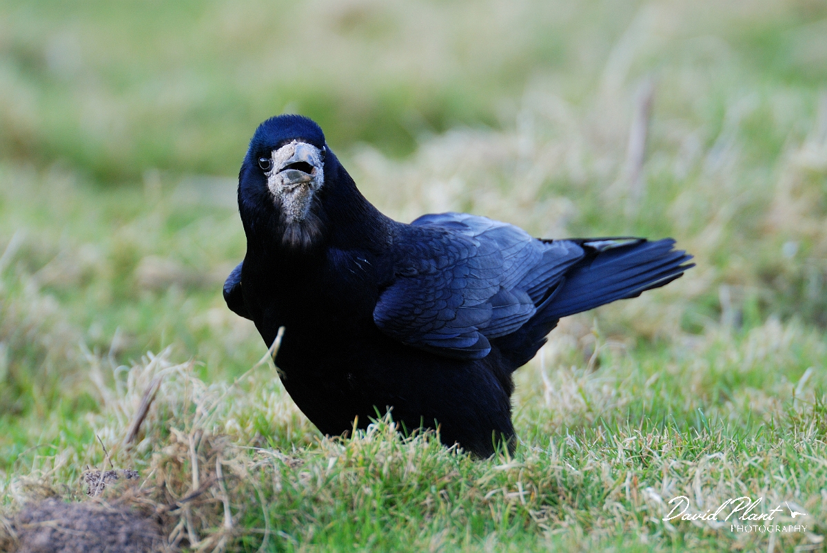 David Plant Photography - Wildlife Photographer - Rook - A.jpg - Rook - Slimbridge