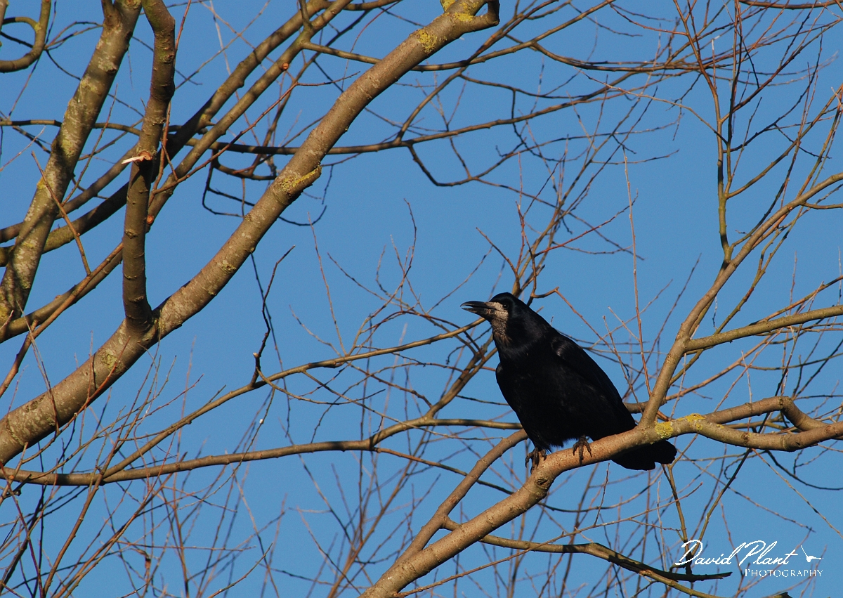 David Plant Photography - Wildlife Photographer - Rook - B.jpg - Rook - Slimbridge
