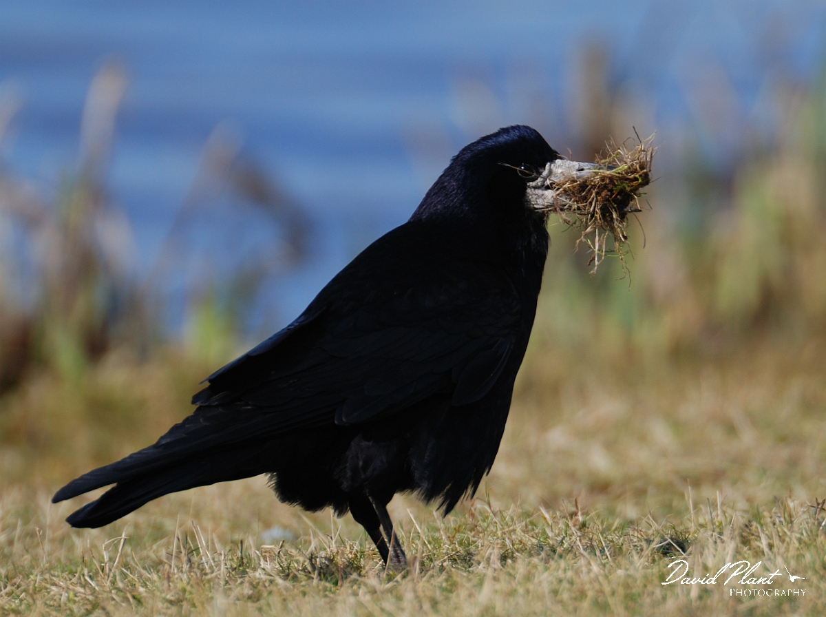 David Plant Photography - Wildlife Photographer - Rook - C.jpg - Rook with nesting material - Slimbridge
