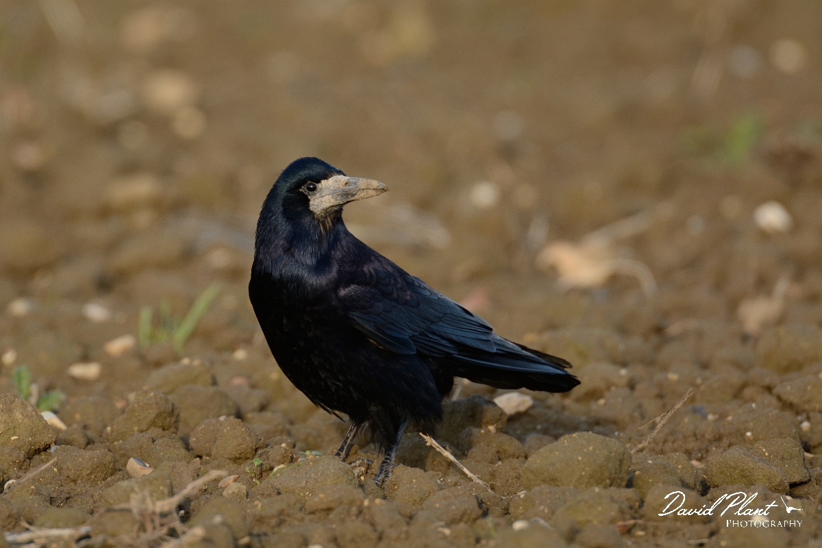 David Plant Photography - Wildlife Photography - Rook - E.jpg - Rook in field - Cambridgeshire