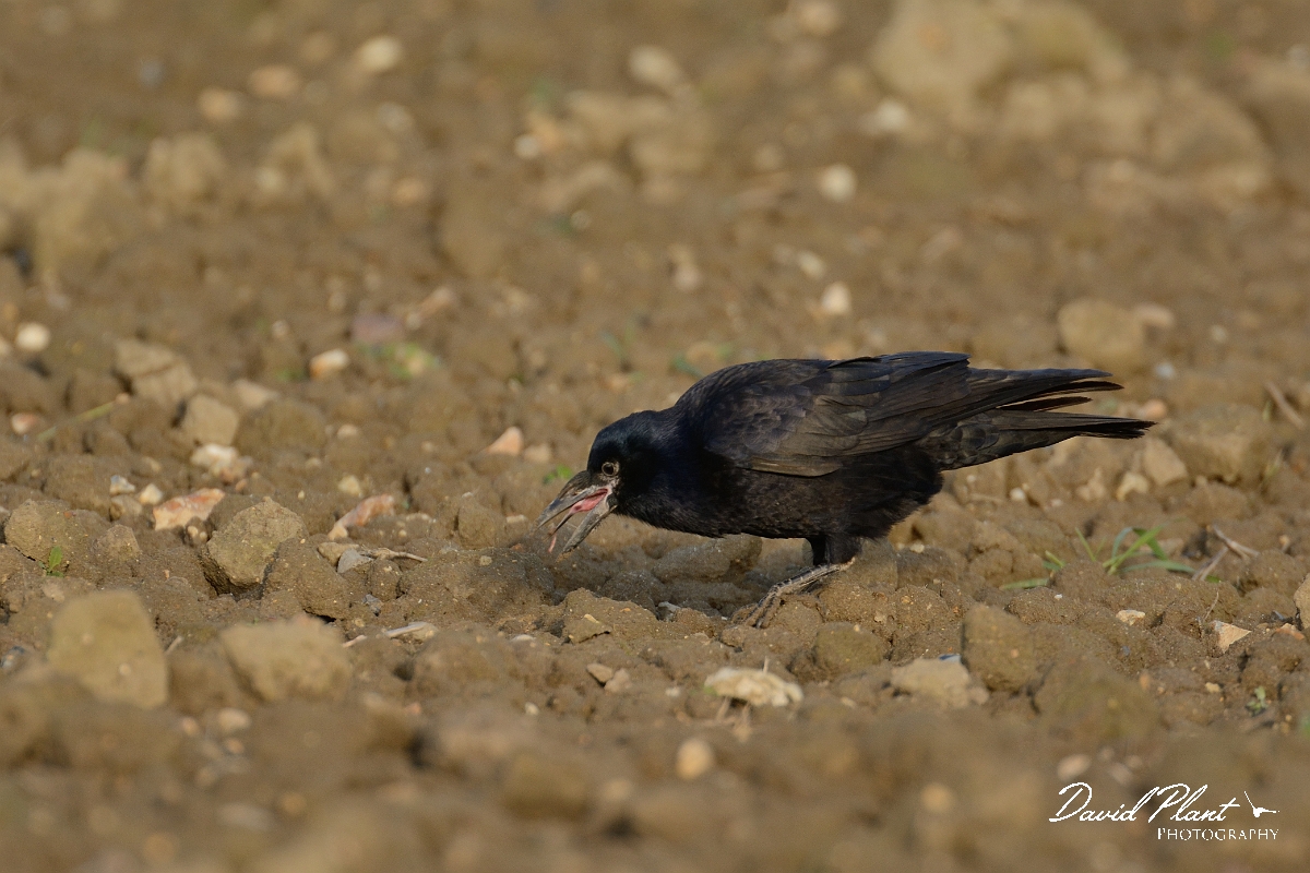 David Plant Photography - Wildlife Photography - Rook - F.jpg - Rook juvenile with tongue out - Cambridgeshire