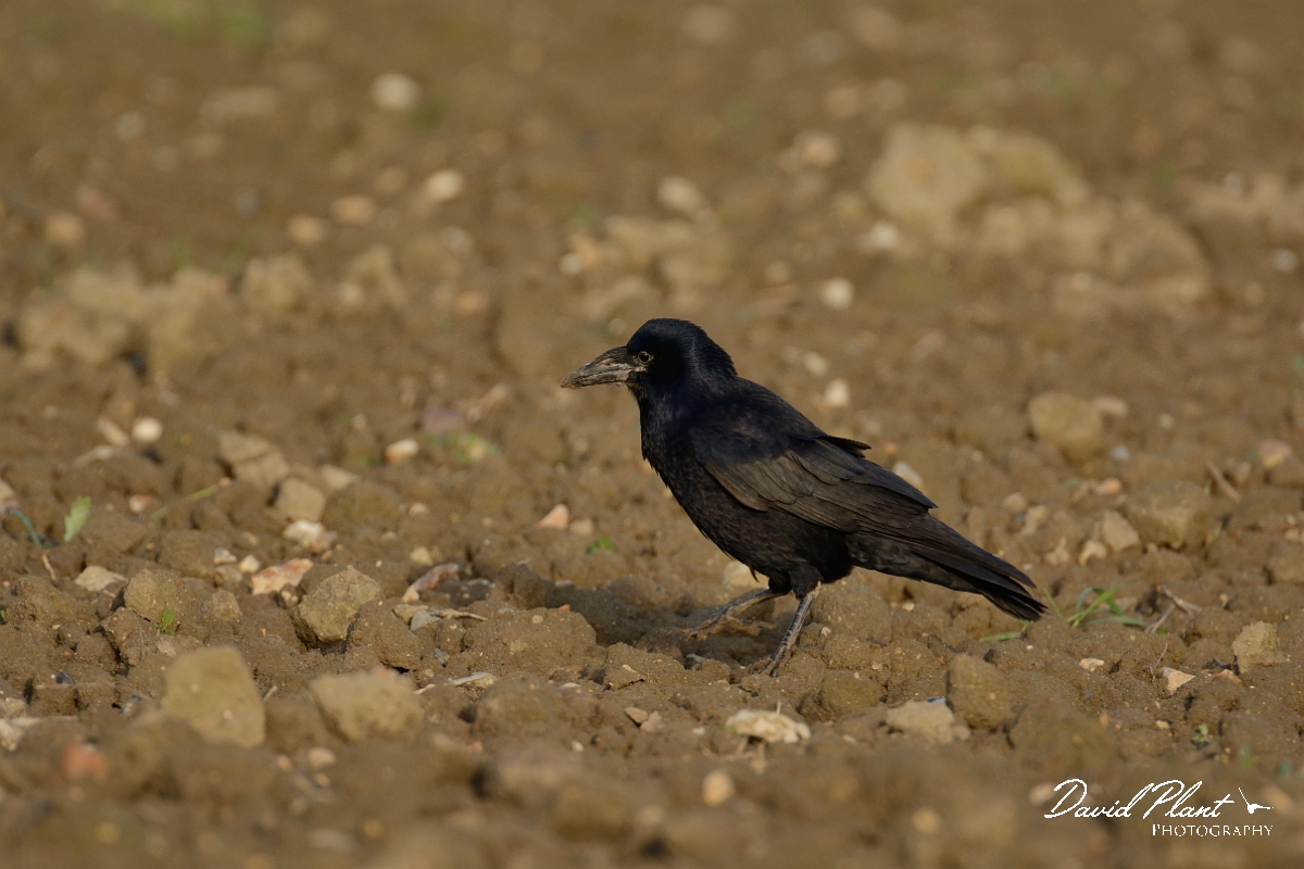 David Plant Photography - Wildlife Photography - Rook - G.jpg - Rook juvenile - Cambridgeshire