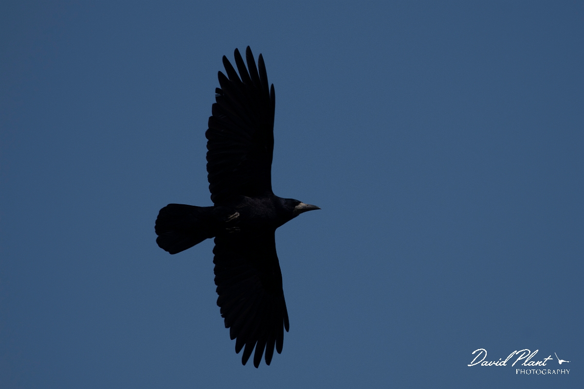 David Plant Photography - Wildlife Photography - Rook - H.jpg - Rook in flight - Norfolk
