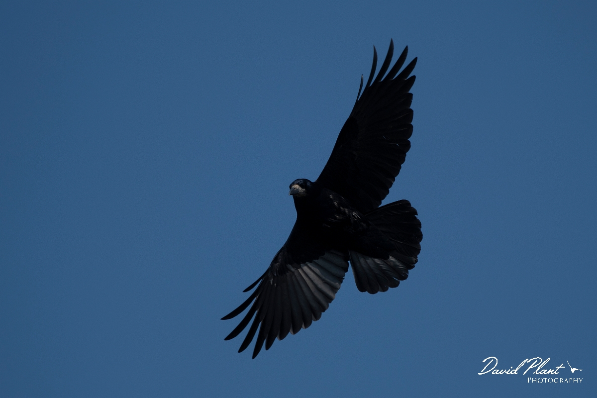 David Plant Photography - Wildlife Photography - Rook - I.jpg - Rook in flight - Norfolk