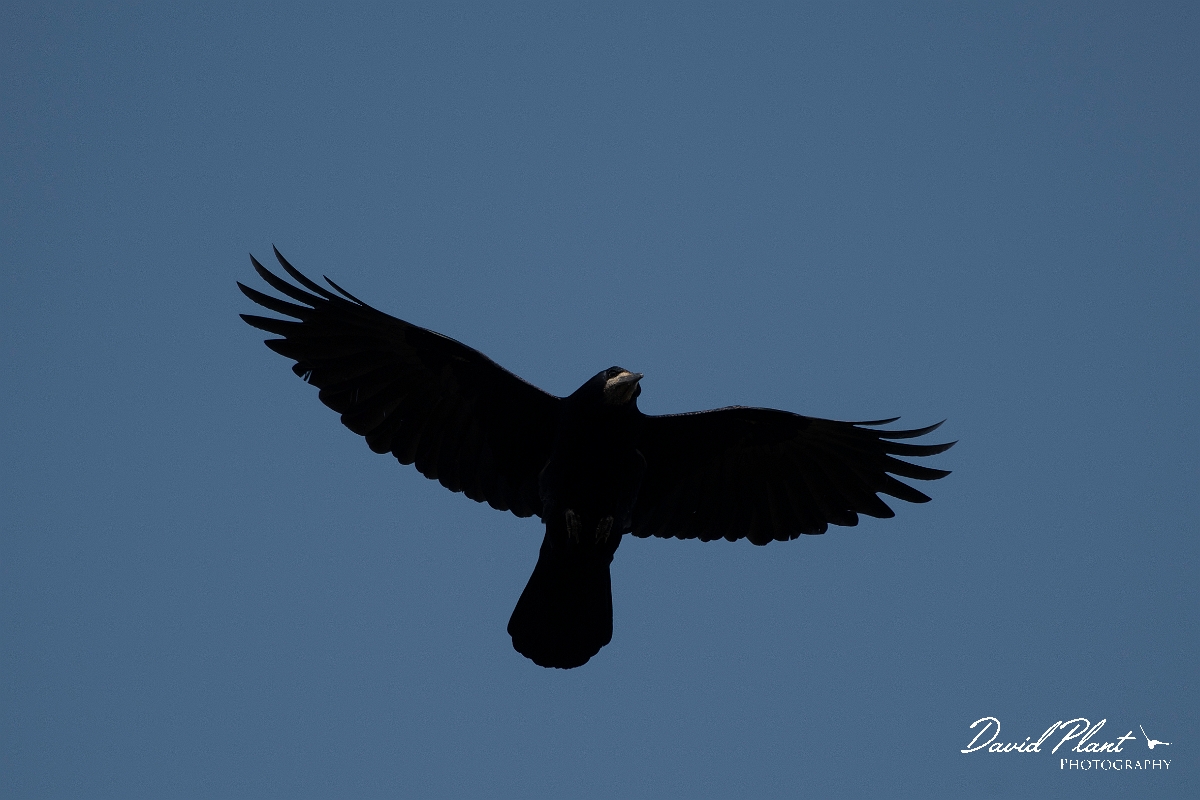 David Plant Photography - Wildlife Photography - Rook - J.jpg - Rook in flight - Norfolk