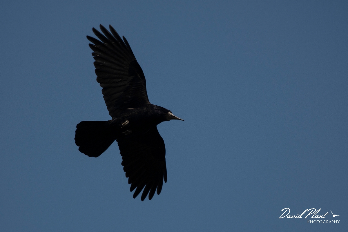 David Plant Photography - Wildlife Photography - Rook - K.jpg - Rook in flight - Norfolk