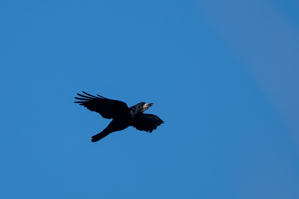 David Plant Photography - Wildlife Photography - Rook - M.jpg - Rook in flight - Gloucestershire