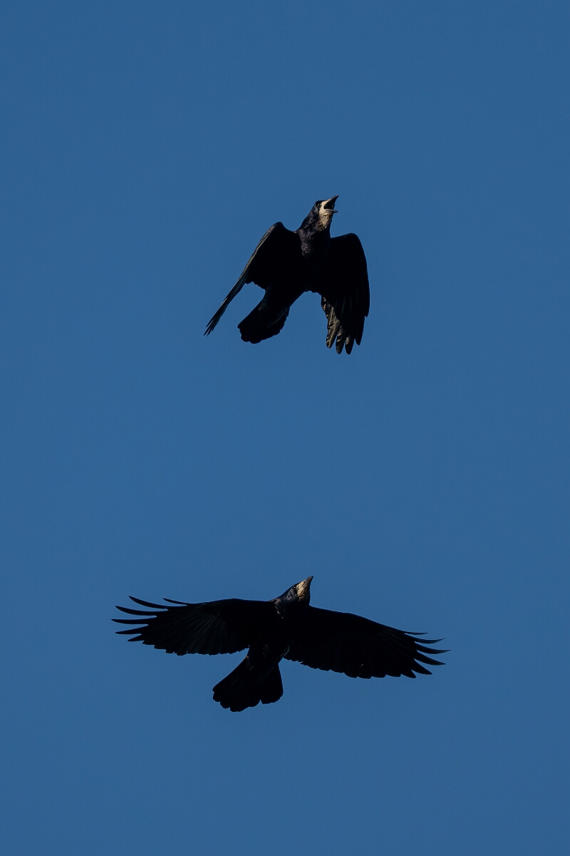 David Plant Photography - Wildlife Photography - Rook - N.jpg - Rook in flight - Gloucestershire