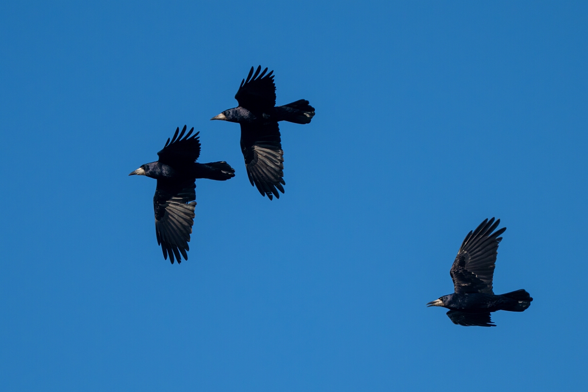 David Plant Photography - Wildlife Photography - Rook - P.jpg - Rook in flight - Gloucestershire