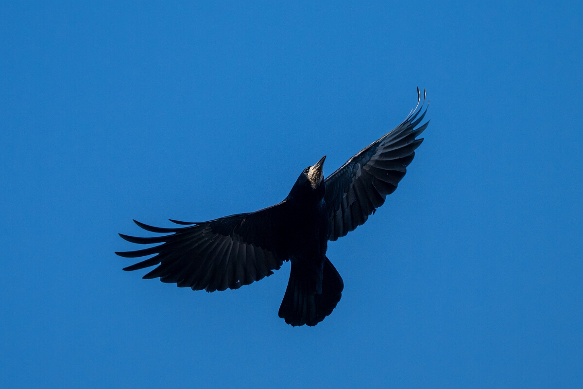 David Plant Photography - Wildlife Photography - Rook - Q.jpg - Rook in flight - Gloucestershire