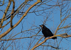 David Plant Photography - Wildlife Photographer - Rook - B