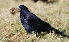 David Plant Photography - Wildlife Photographer - Rook - D