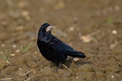 David Plant Photography - Wildlife Photography - Rook - E