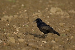David Plant Photography - Wildlife Photography - Rook - G