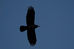 David Plant Photography - Wildlife Photography - Rook - H