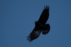 David Plant Photography - Wildlife Photography - Rook - I