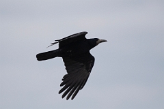 David Plant Photography - Wildlife Photography - Rook - L