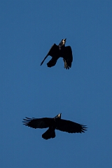 David Plant Photography - Wildlife Photography - Rook - N