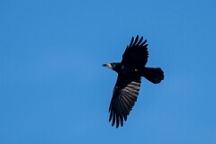 David Plant Photography - Wildlife Photography - Rook - O