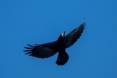 David Plant Photography - Wildlife Photography - Rook - Q