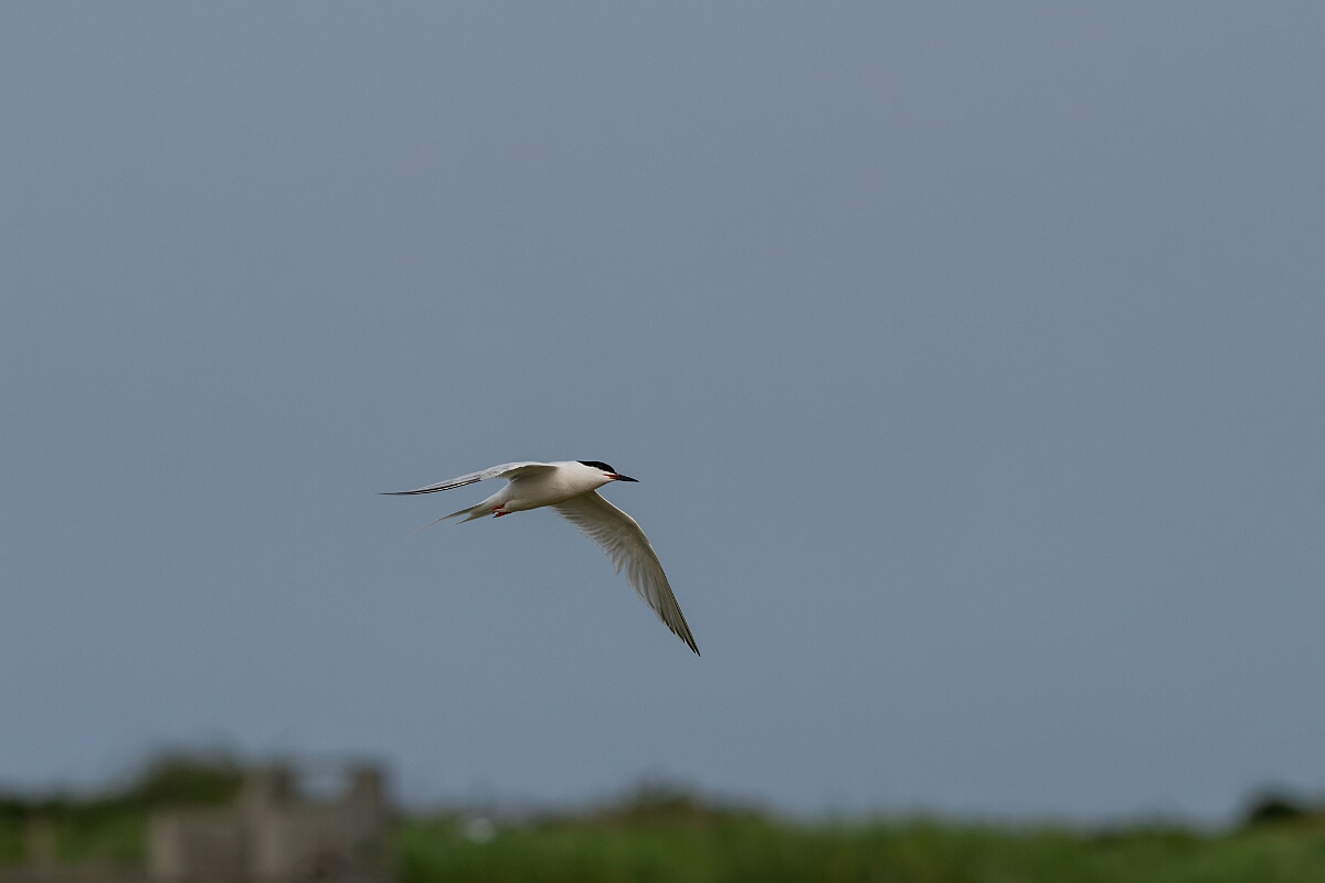 David Plant Photography - Wildlife Photography - Roseate tern - A.jpg - Roseate tern - Suffolk