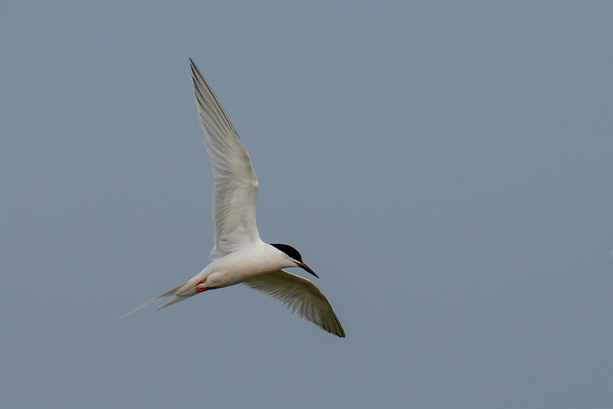 David Plant Photography - Wildlife Photography - Roseate tern - B.jpg - Roseate tern - Suffolk