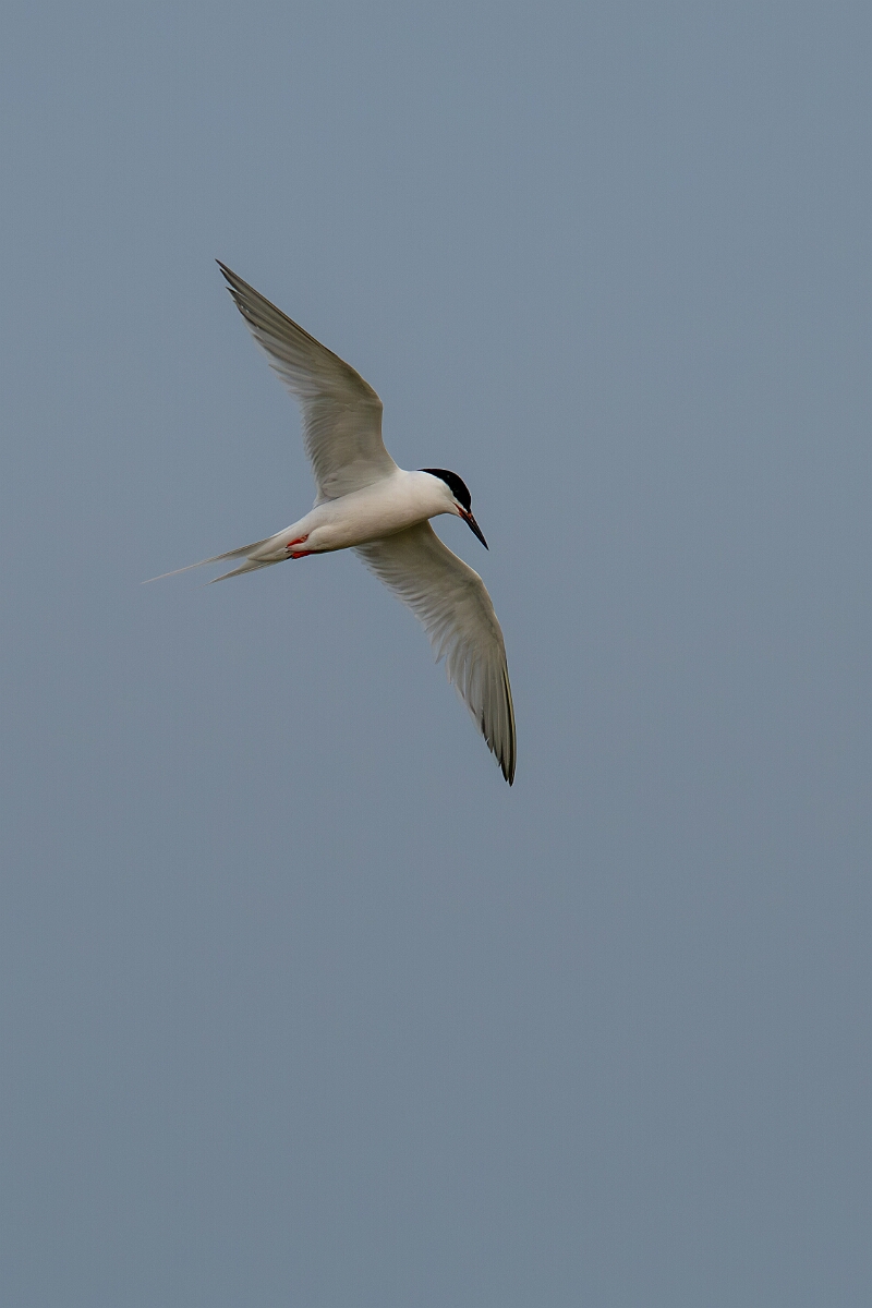 David Plant Photography - Wildlife Photography - Roseate tern - C.jpg - Roseate tern - Suffolk