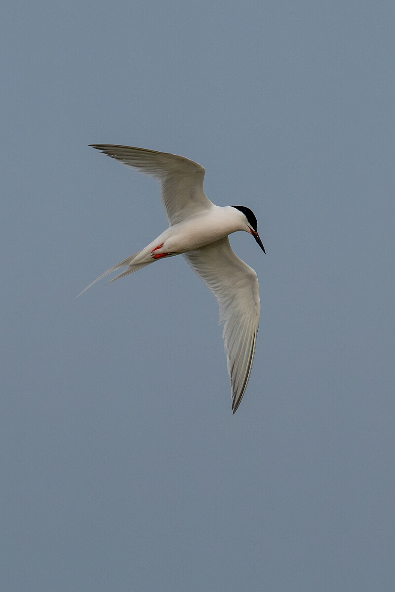 David Plant Photography - Wildlife Photography - Roseate tern - D.jpg - Roseate tern - Suffolk