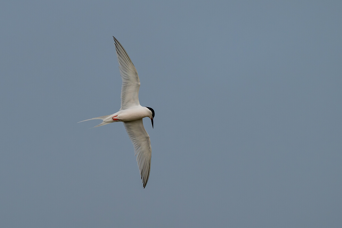 David Plant Photography - Wildlife Photography - Roseate tern - E.jpg - Roseate tern - Suffolk